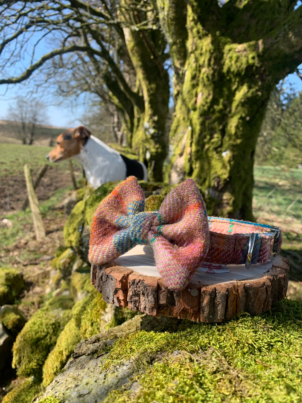 JONES Harris Tweed® Dog Collar & Bow